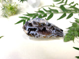 Agate geode sitting on white background with fern leaves. The geode is black and white neutral tones with feather effects striations. 